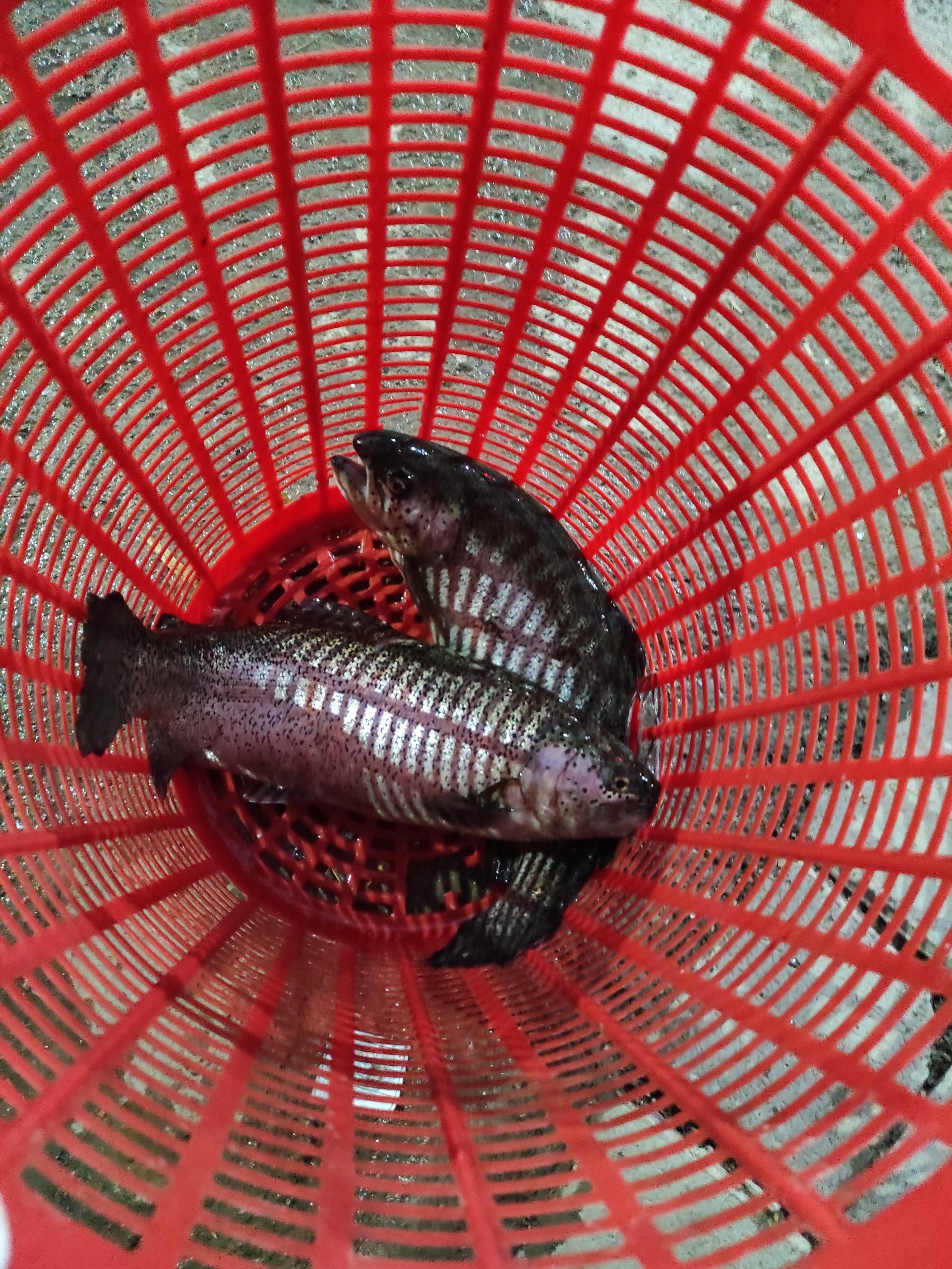 عکس مزرعه ماهی رنگین کمان (ماهی زنده)