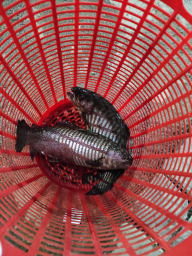 عکس مزرعه ماهی رنگین کمان (ماهی زنده)