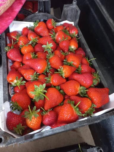 عکس توت فرنگی عمو اکبر