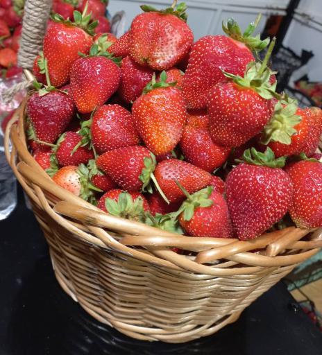 عکس توت فرنگی عمو اکبر