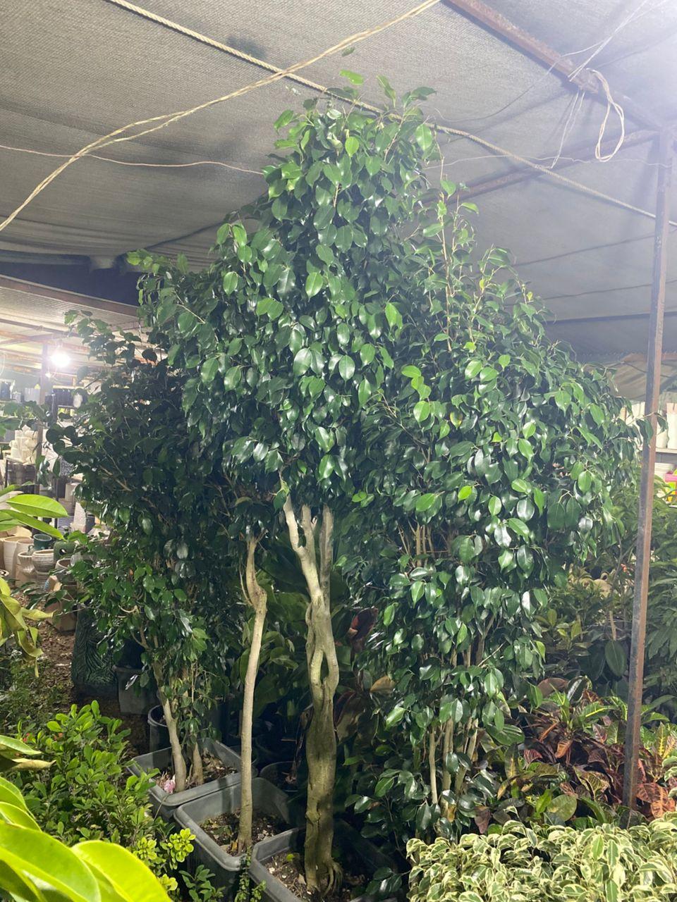 عکس گلخانه ایران