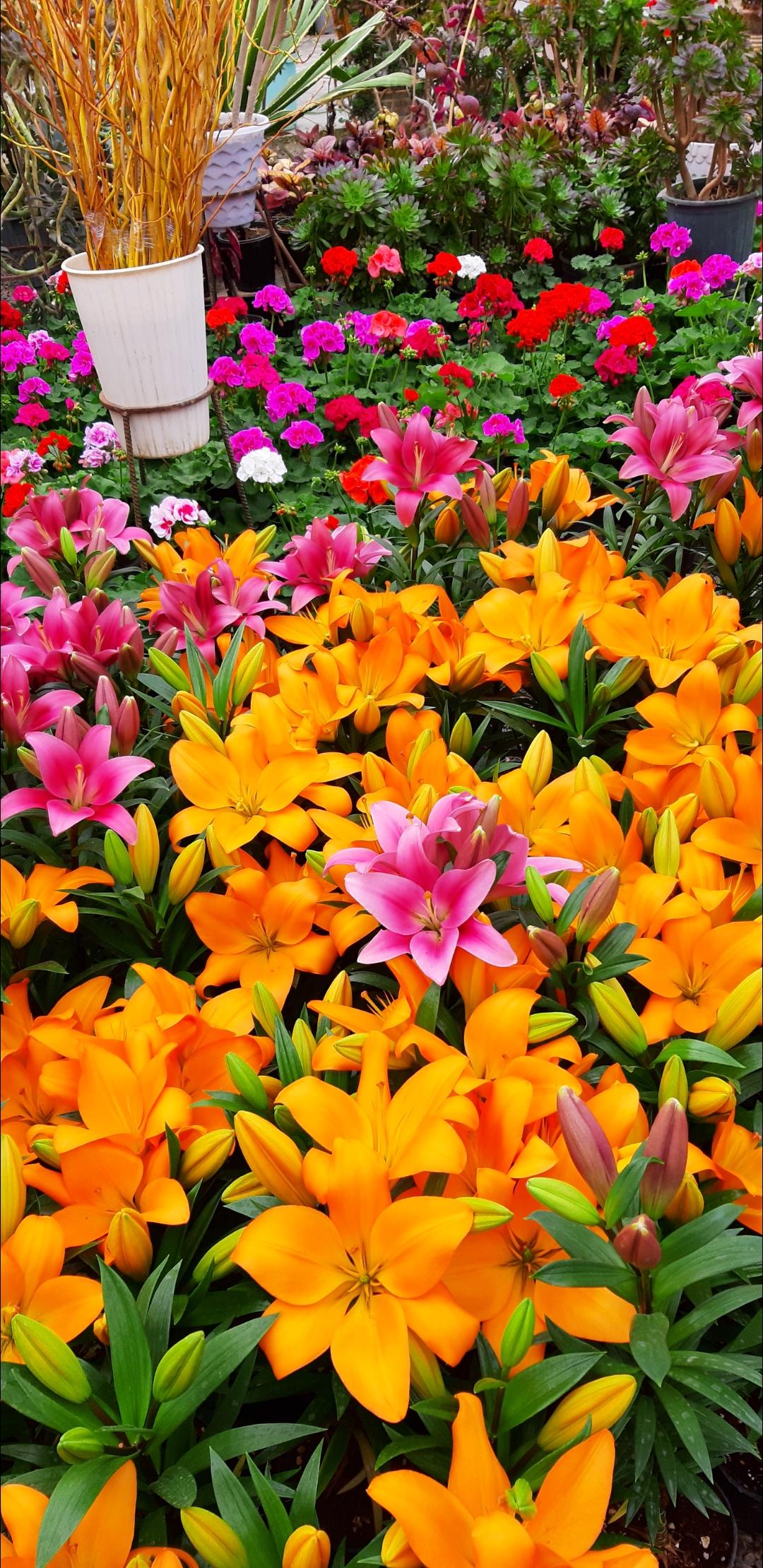 عکس گل و گیاه موسوی
