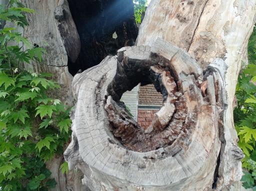 عکس چنار 1200ساله