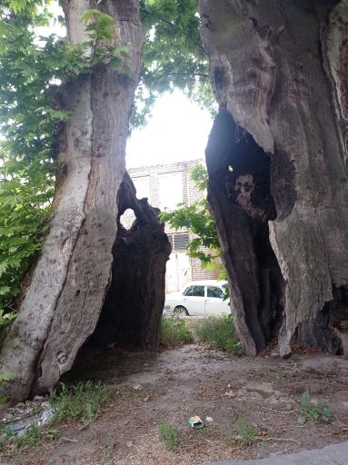 عکس چنار 1200ساله