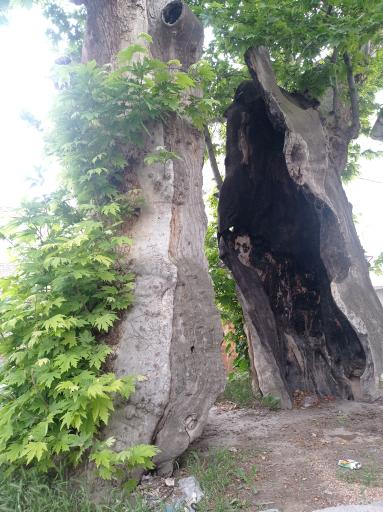 عکس چنار 1200ساله