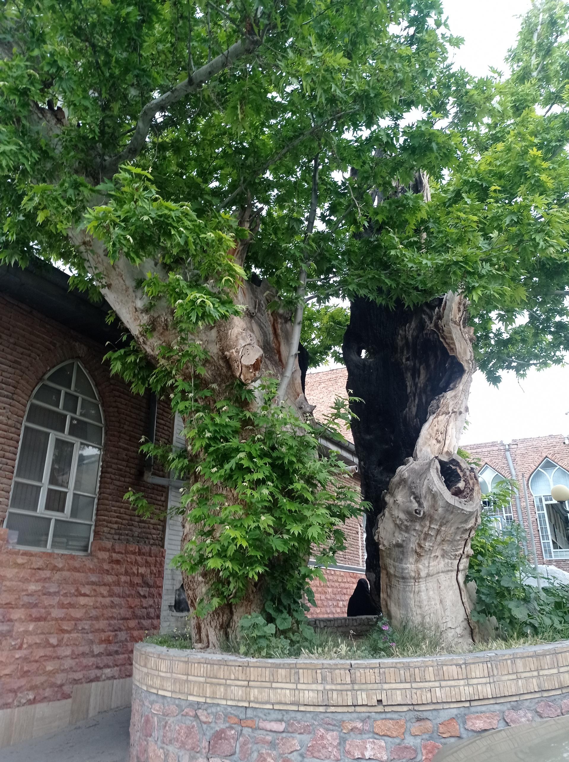 عکس چنار 1200ساله