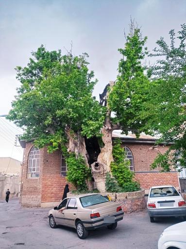 عکس چنار 1200ساله