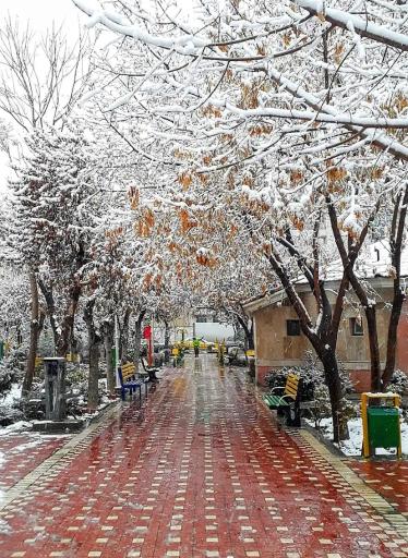 عکس بوستان آلاله