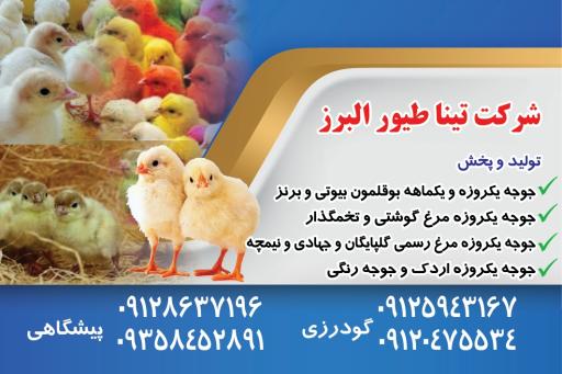 عکس دفتر شرکت تینا طیور البرز