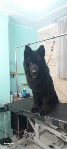 عکس سالن اصلاح حیوانات خانگی نیچه