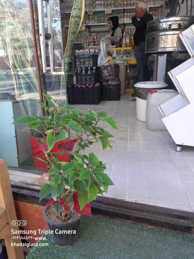 عکس گلاب و عرقیجات عرش کعبه شعبه ۲