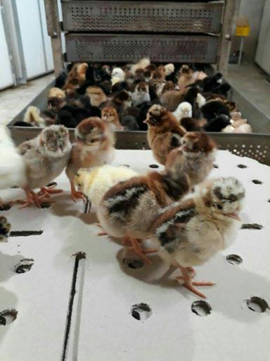 عکس دفتر شرکت تینا طیور البرز