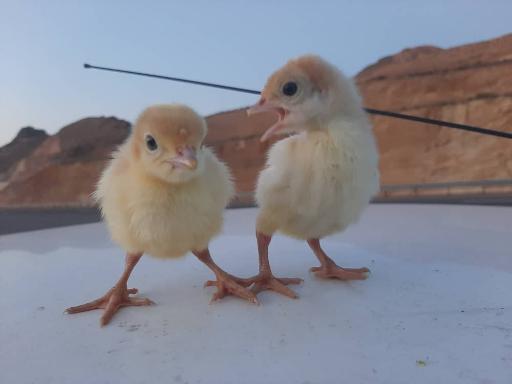 عکس دفتر شرکت تینا طیور البرز