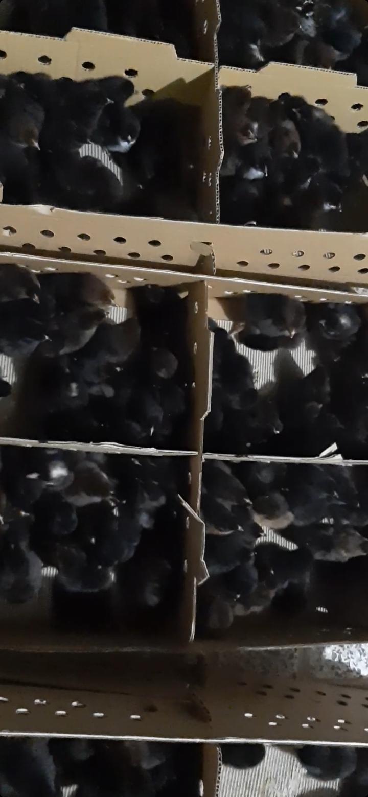 عکس دفتر شرکت تینا طیور البرز