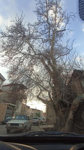 عکس چنار کهنسال محله جیلارد