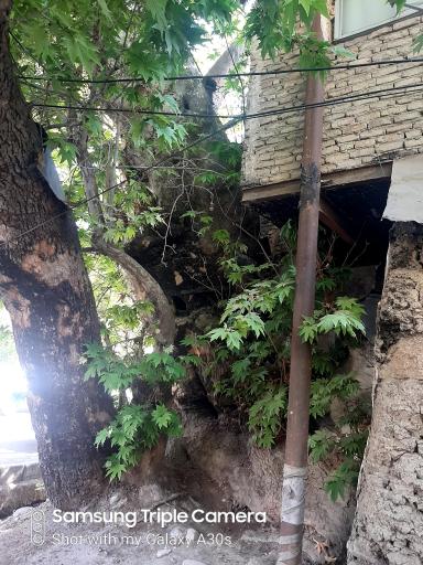 عکس چنار کهنسال محله جیلارد