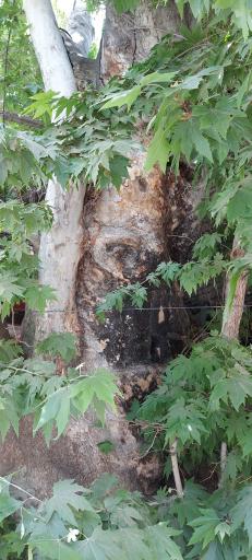 عکس چنار کهنسال محله جیلارد