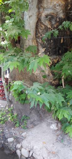 عکس چنار کهنسال محله جیلارد