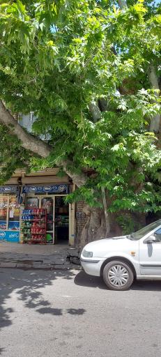 عکس چنار کهنسال محله جیلارد