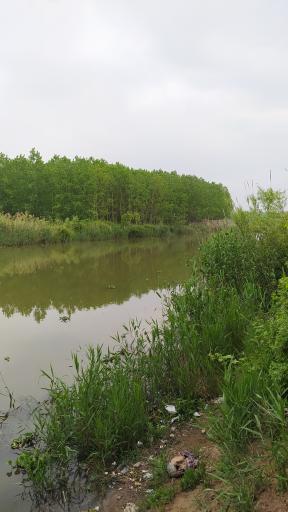 عکس جزیره ارشیا چمخاله