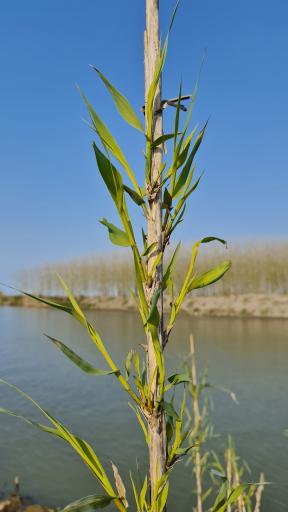 عکس جزیره ارشیا چمخاله