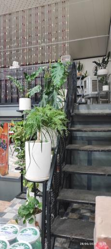 عکس پیتزا پابلو