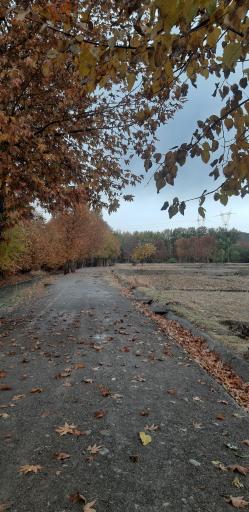 عکس زرین شهر