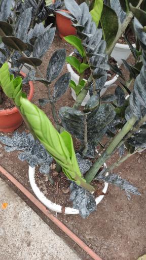 عکس گلخانه ناصر یزدان پدری