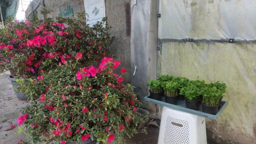 عکس گلخانه ناصر یزدان پدری