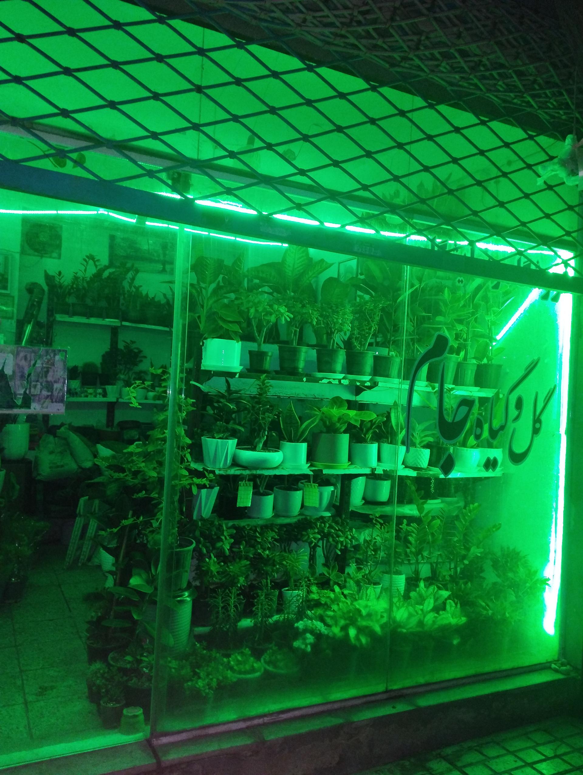 عکس گل و گیاه جام