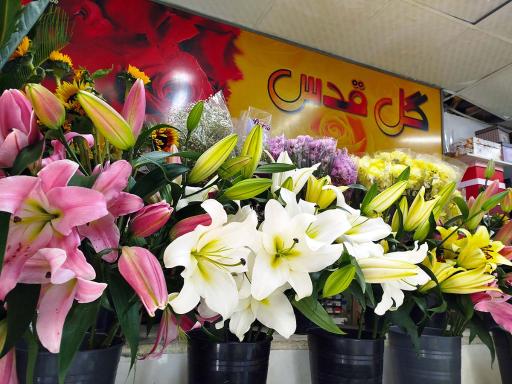 عکس گل سرای قدس