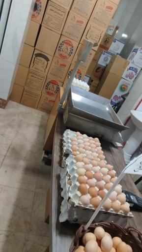عکس مرکز پخش تخم مرغ بلدرچین و کبک ابریشم