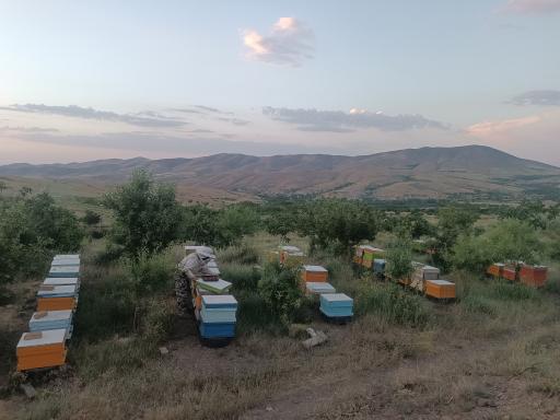 عکس ارزان فود