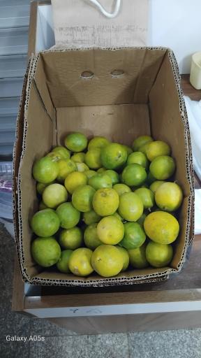 عکس میوه فروشی