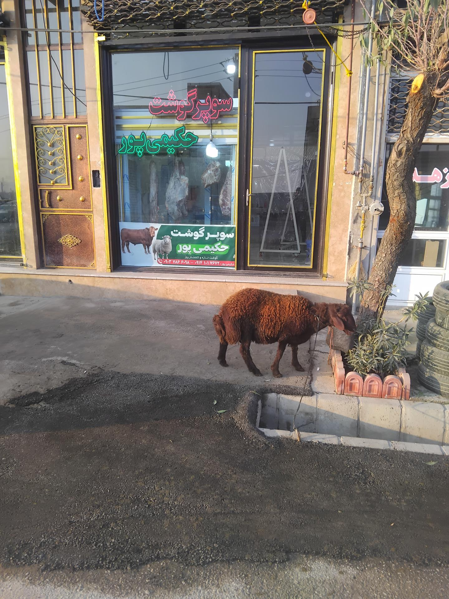 عکس سوپر گوشت حکیمی پور 