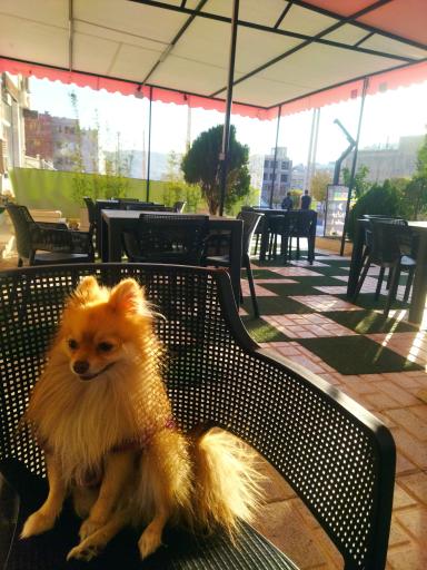 عکس رستوران و بیرون‌ بر توکمی