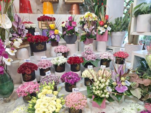 عکس گل ماگریت