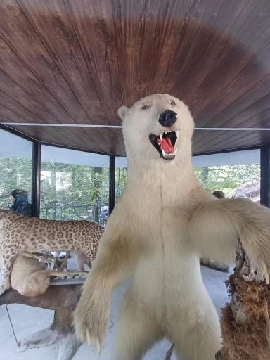 عکس تله کابین نمک آبرود