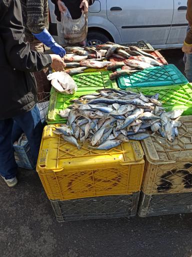 عکس ماهی فروشی