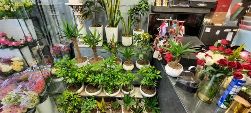 عکس گل پریا