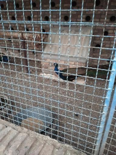 عکس مجتمع تفریحی براسان