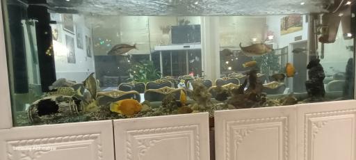 عکس رستوران بنفشه