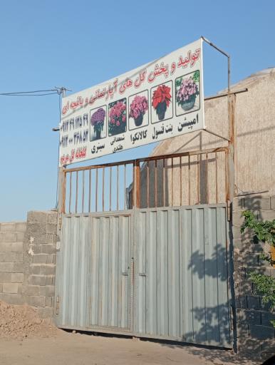 عکس گلخانه گل مریم