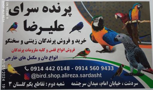 عکس پرنده سرای علیرضا 