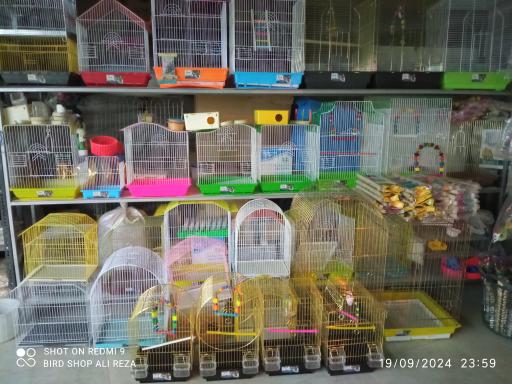 عکس پرنده سرای علیرضا 