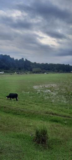 عکس تالاب فصلی فشتام