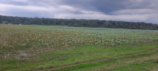 عکس تالاب فصلی فشتام