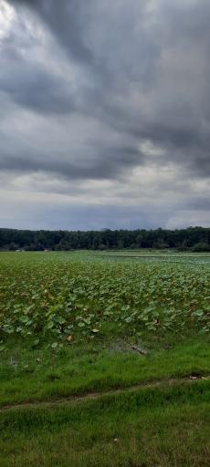 عکس تالاب فصلی فشتام