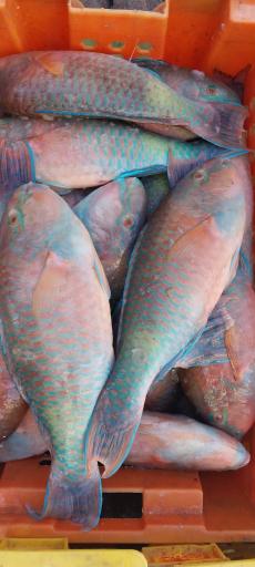 عکس ماهی سرای نیلگون