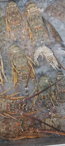 عکس ماهی سرای نیلگون